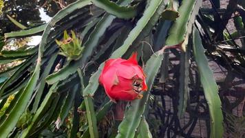 fruta do dragão vermelho que está maduro na árvore e verde nas costas 01 foto