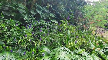 monstera e flores em oahu foto