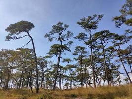 paisagem rural com um caminho, árvores e prados nas colinas, céu azul e agradável sol quente foto