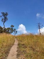 paisagem rural com um caminho, árvores e prados nas colinas, céu azul e agradável sol quente foto