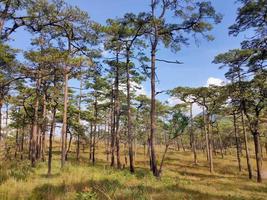 paisagem rural com um caminho, árvores e prados nas colinas, céu azul e agradável sol quente foto