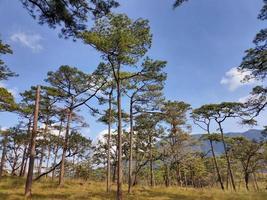 paisagem rural com um caminho, árvores e prados nas colinas, céu azul e agradável sol quente foto