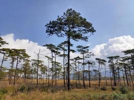 paisagem rural com um caminho, árvores e prados nas colinas, céu azul e agradável sol quente foto