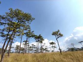 paisagem rural com um caminho, árvores e prados nas colinas, céu azul e agradável sol quente foto