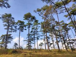 paisagem rural com um caminho, árvores e prados nas colinas, céu azul e agradável sol quente foto