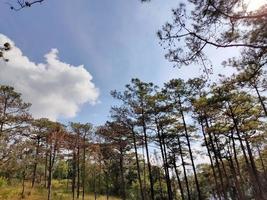 paisagem rural com um caminho, árvores e prados nas colinas, céu azul e agradável sol quente foto