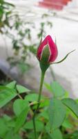um lindo botão de rosa em uma planta foto