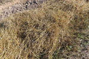 um campo com cereais no verão foto