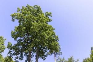 árvores em uma floresta mista no verão foto