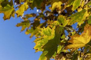 folhagem de árvore de bordo no outono foto