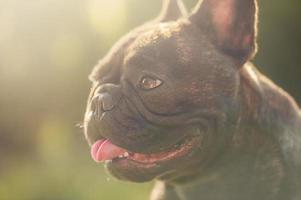 bulldog francês em um dia ensolarado. perfil de um cão no fundo da natureza. foto