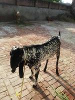 captura de cabra paquistanesa. o barbari ou bari é uma raça de pequena cabra doméstica encontrada em uma ampla área na índia e no paquistão outro nome desta cabra é hotel bakra foto