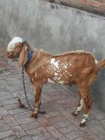 captura de cabra paquistanesa. o barbari ou bari é uma raça de pequena cabra doméstica encontrada em uma ampla área na índia e no paquistão outro nome desta cabra é hotel bakra foto