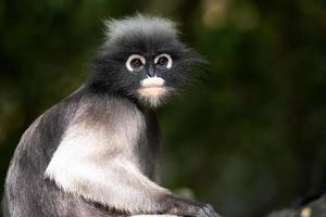 langur de óculos bonito sentado na árvore na floresta da tailândia. foto