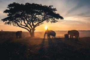 jovem andando nas costas de um elefante no belo nascer do sol da manhã para trabalhar. foto