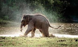 feliz de bebê elefante desfrutando de jogar água no pântano.