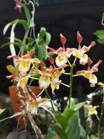 foco seletivo de lindas flores de orquídea dendrobium amarelo descolorir no jardim com fundo desfocado. foto