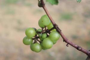 close-up de uvas verdes no jardim no fundo desfocado. bom para a saúde porque contém muitas vitaminas. usado para fundos de natureza. foto