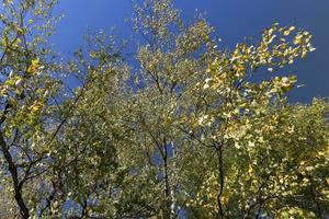 floresta de bétulas com árvores com folhagem amarela e verde foto