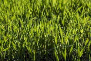 grama verde com muitos danos e defeitos foto