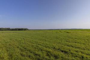 campo com grama para colheita de forragem para vacas foto