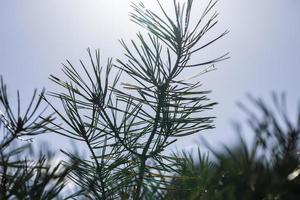 pinheiro conífero com agulhas longas foto