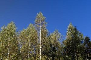 clima ensolarado de outono em uma floresta de bétulas com um céu azul foto