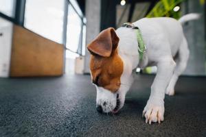 lindo cachorro pequeno jack russell no ginásio foto