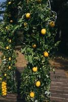 arco de casamento é decorado com folhas verdes e limões. foto