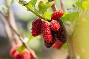 colher frutas de amora foto