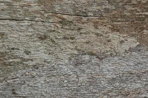 textura de madeira velha foto