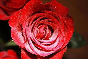 rosa vermelha com gota d'água foto