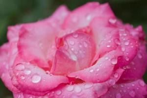 rosa com gotas de água foto