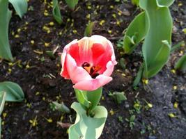 tulipa rosa. uma flor de primavera maravilhosa foto