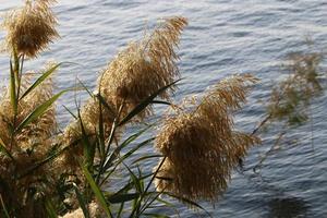 espigas de campo flores secas naturais de 80 centímetros de altura. foto