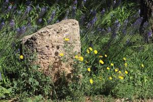 pedras em um parque da cidade à beira-mar no norte de israel foto