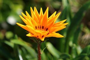 crisântemos florescem em um parque da cidade no norte de israel. foto