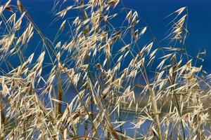 espigas de campo flores secas naturais de 80 centímetros de altura. foto