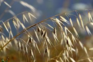 espigas de campo flores secas naturais de 80 centímetros de altura. foto