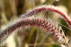 espigas de campo flores secas naturais de 80 centímetros de altura. foto