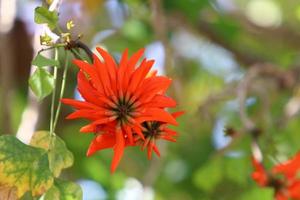 erythrina cockscomb floresce em um parque da cidade no norte de israel. foto