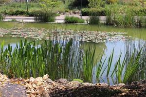 vegetação nas margens de um rio no norte de israel foto