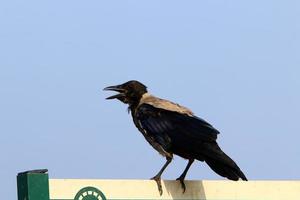 corvo encapuzado em um parque da cidade em israel foto