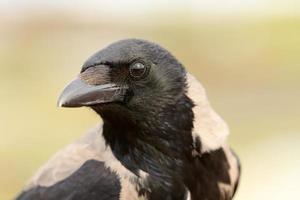 corvo encapuzado em um parque da cidade em israel foto