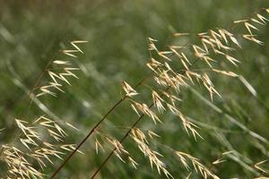 espigas de campo flores secas naturais de 80 centímetros de altura. foto