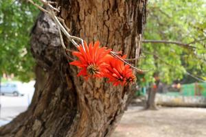 erythrina cockscomb floresce em um parque da cidade no norte de israel. foto