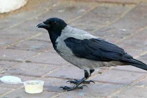 corvo encapuzado em um parque da cidade em israel foto