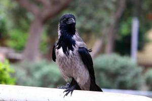 corvo encapuzado em um parque da cidade em israel foto