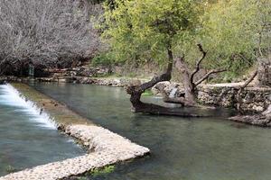 vegetação nas margens de um rio no norte de israel foto