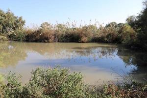 vegetação nas margens de um rio no norte de israel foto